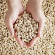 heating fingers finger cupped hands hand holds holding many objects object solid biomass energy natural fuel pellet pellets wood heating fingers finger cupped hands hand holds holding many objects object solid biomass energy natural fuel pellet pellets wood