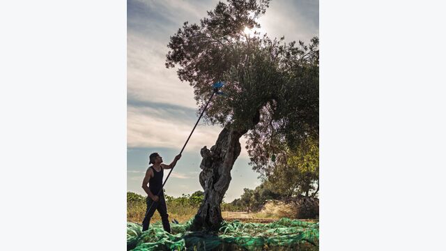 Im Süden Italiens setzt die Pletzer-Gruppe iDM-Technologie für Kühlung, Heizung und Warmwasserbereitung ein: Die „Masseria Tumbagno“ ist das erste energieautarke agrotouristische Bio-Landgut in Apulien.